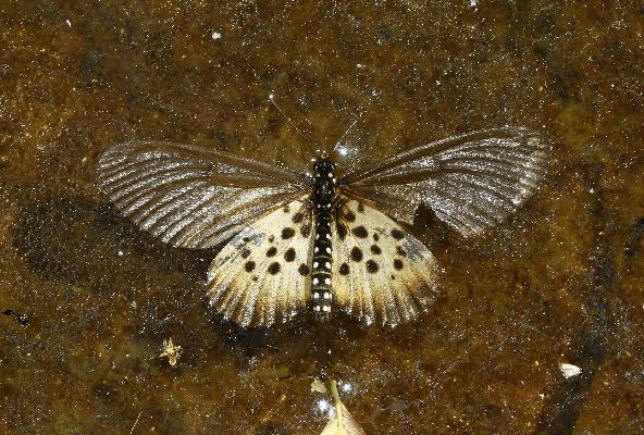 Acraea eugenia male floating dead on water